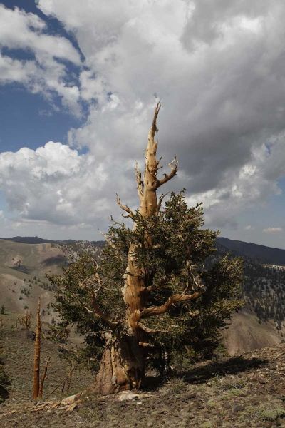 California, White Mts Ancient bristlecone pine